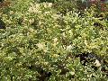 White Stripes Bougainvillea / Bougainvillea spectabilis 